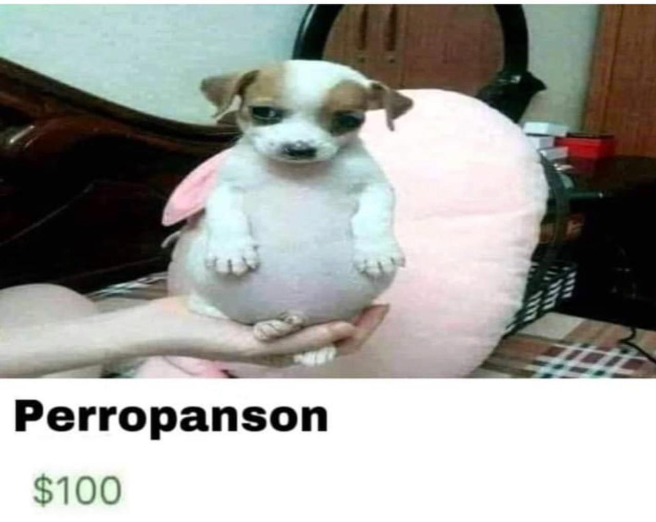 perro panson memes y origen