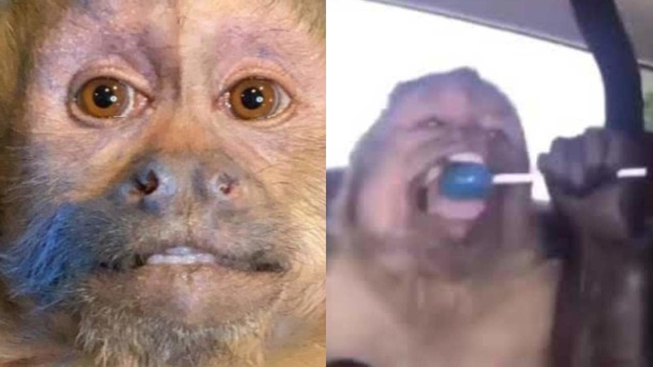 Muere George, el mono famoso de TikTok por su paleta azul