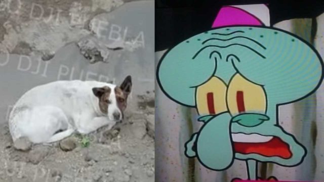 Perrito vuelve a caer en el socavÃ³n de Puebla