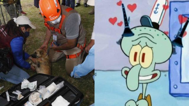 Rescatan a Spay y Spike, perritos que cayeron a un socavÃ³n en Puebla