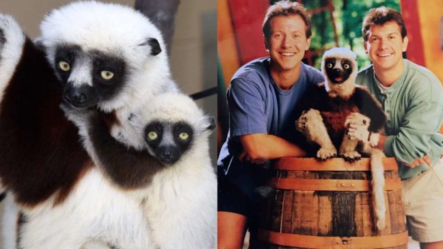 El lÃ©mur ZabooMafoo sorprende con que es abuelo