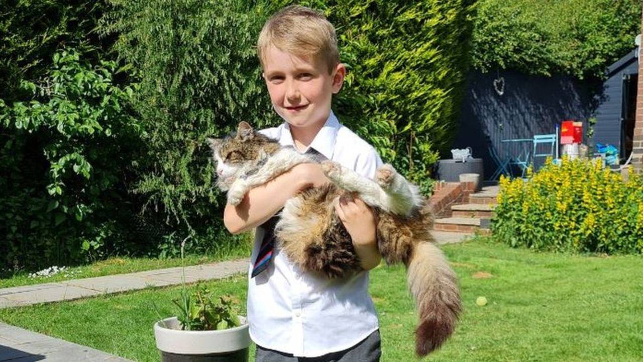 Frankie, el gato que revive tras incinerarlo