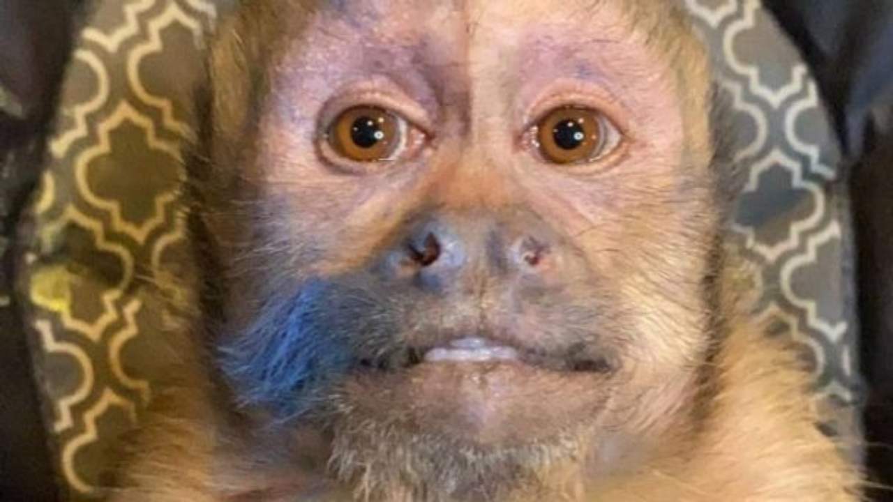 Descansa en paz, George