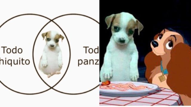 Mejores memes del perrito panson