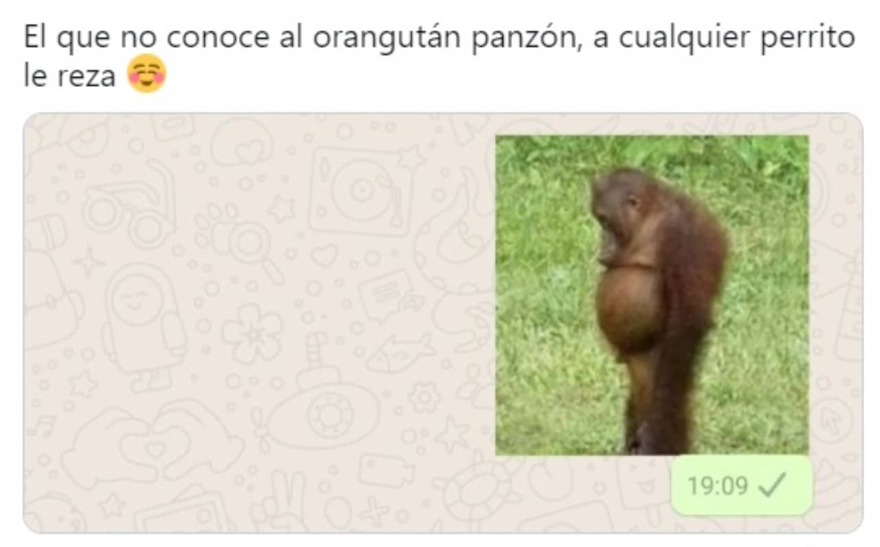 meme del orangutan panson