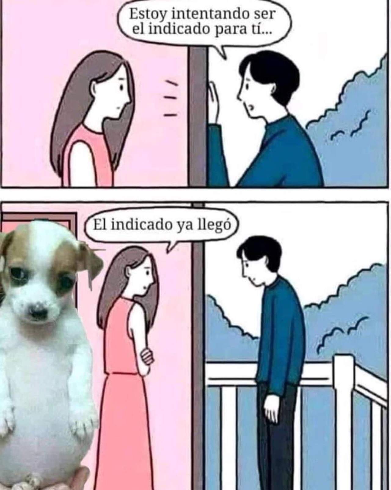 meme perrito panson el indicado