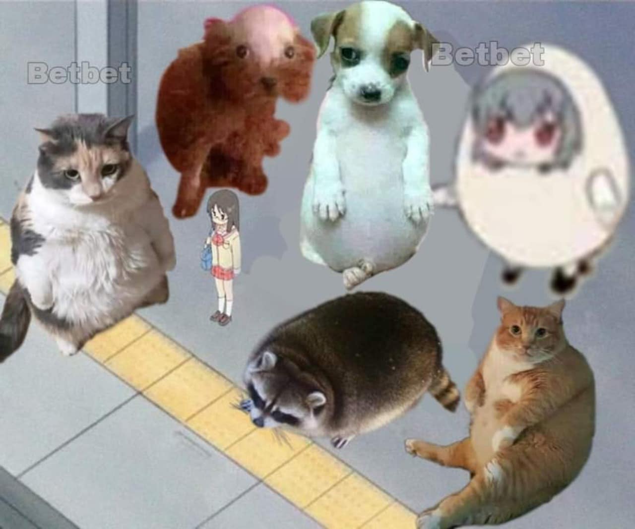meme animales y perrito panson juntos