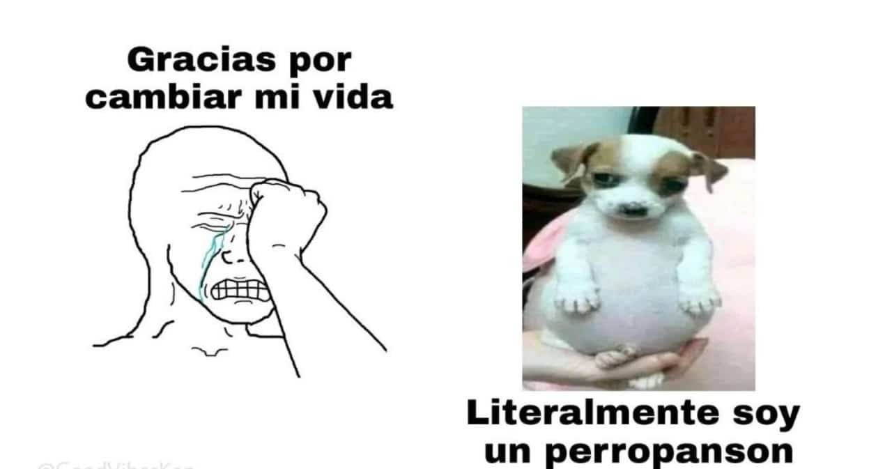 Meme perrito panson mejorar vida