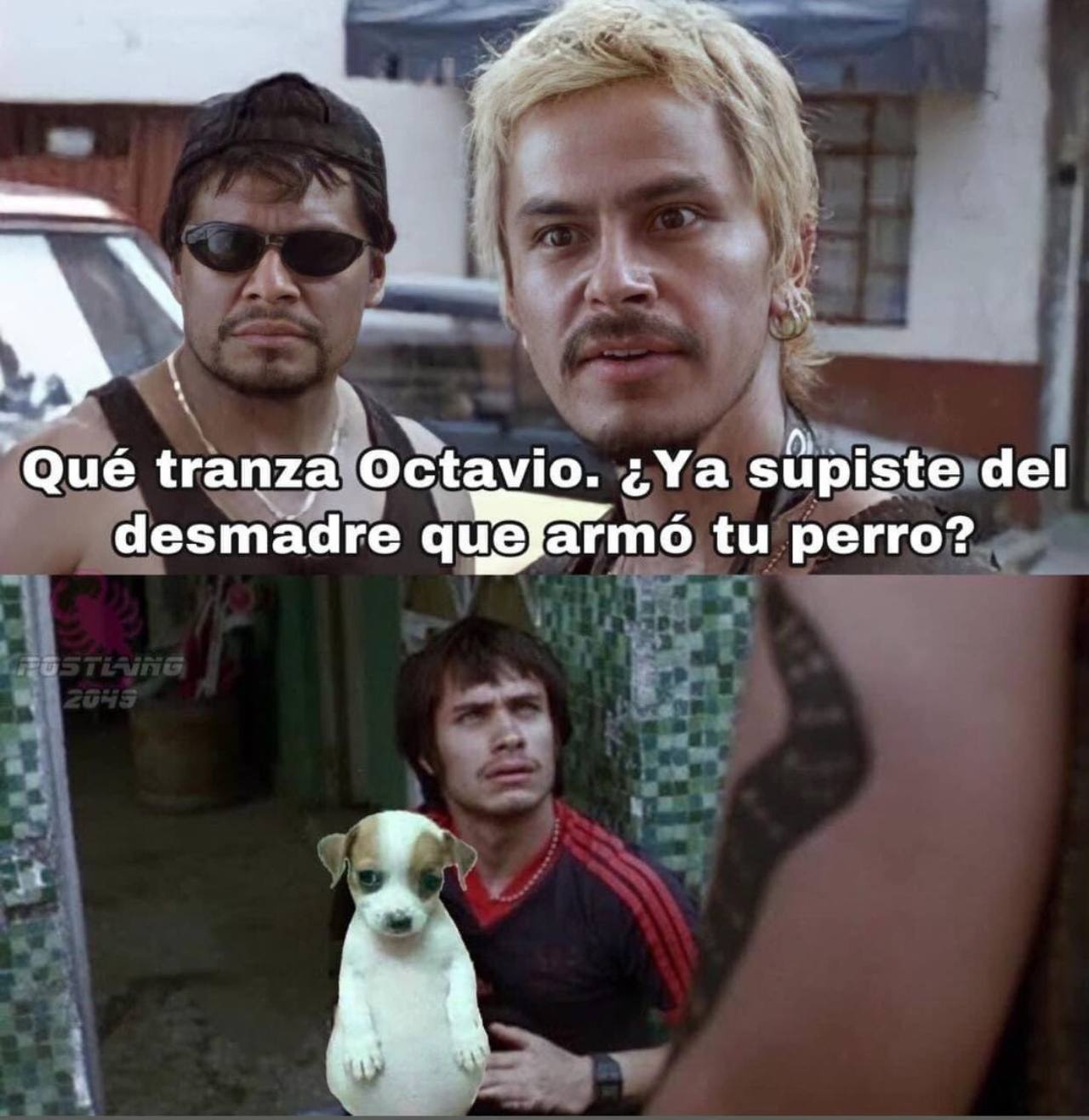 memes del perrito panson relajo
