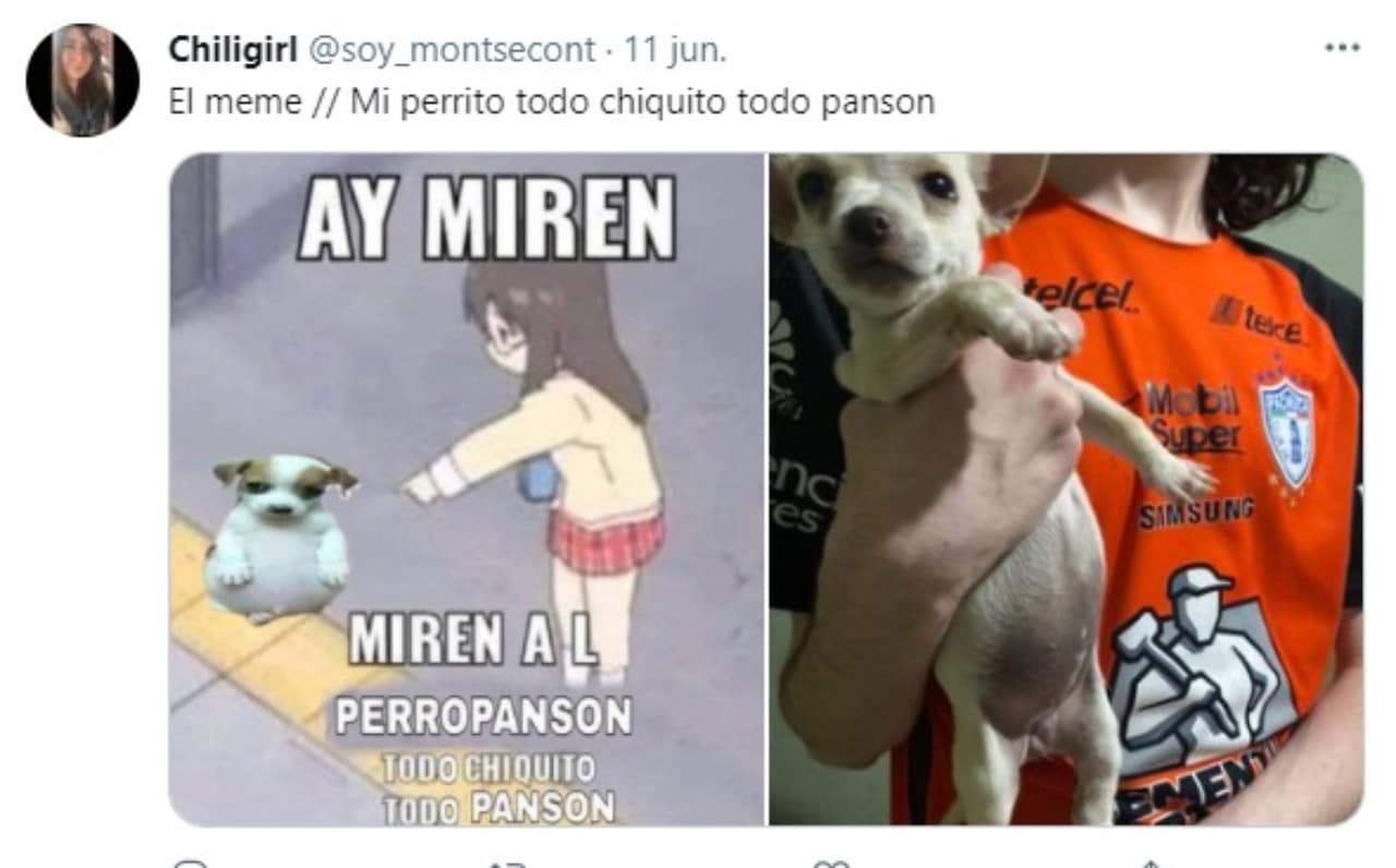 memes del perrito panson todo chiquito