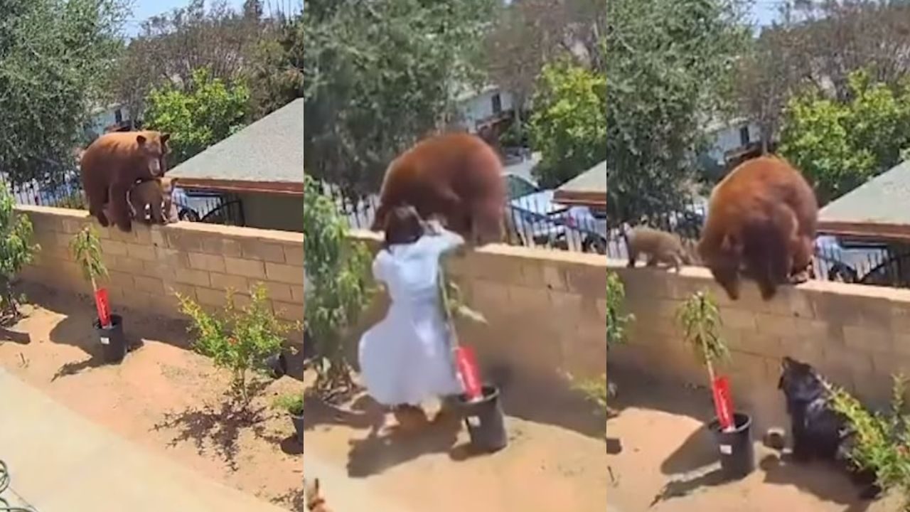 Mujer pelea con oso para salvar la vida de sus perros
