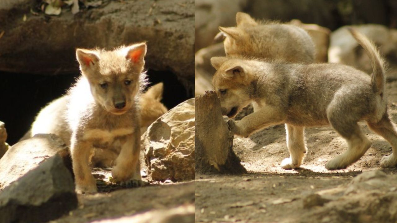 Nacen 5 lobos mexicanos en el Zoológico de Chapultepec y son hermosos