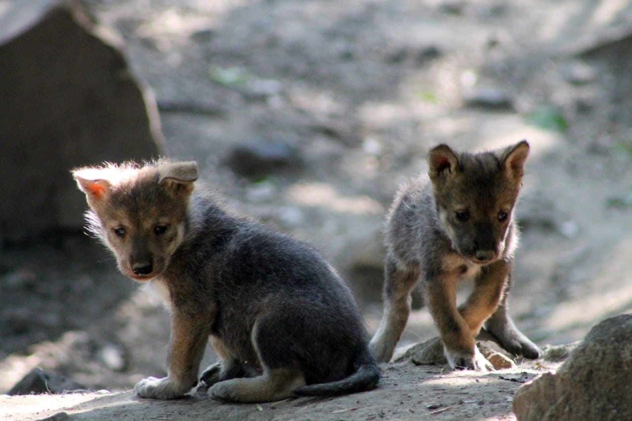 Nacen lobos mexicanos en el zoológico