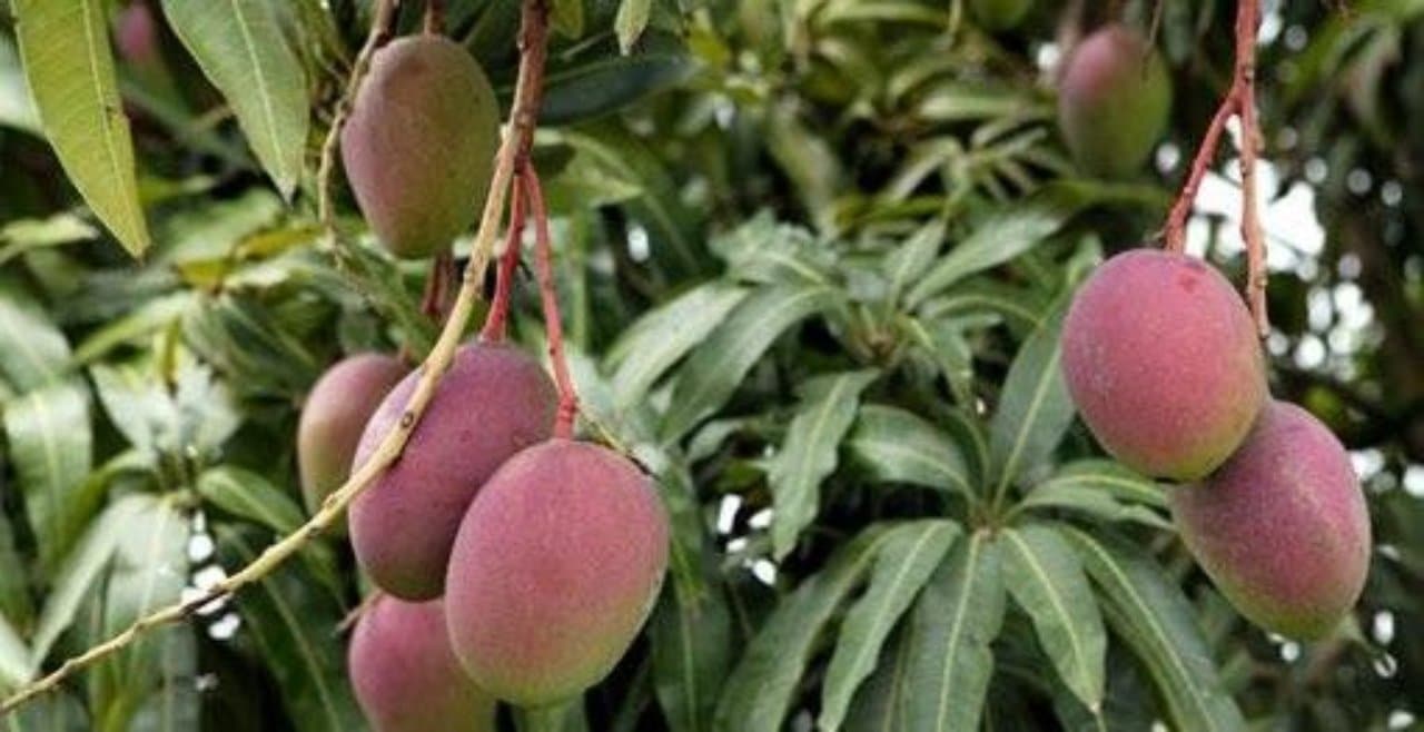 Mangos más caros del mundo