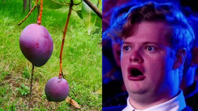 Pareja siempre mangos mas caros accidente