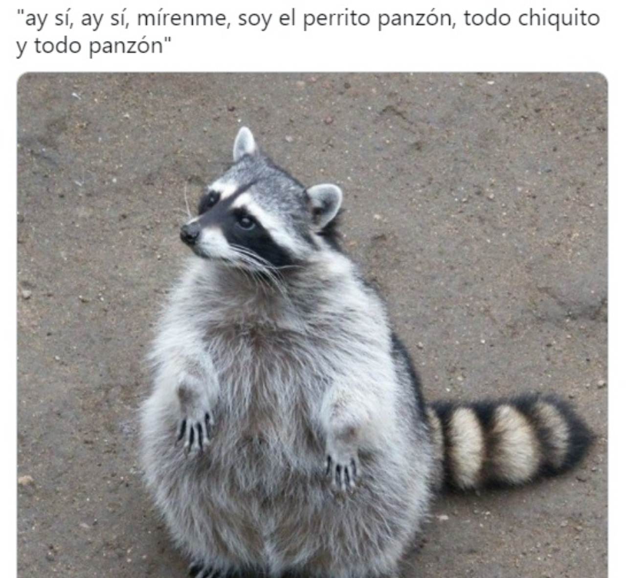 meme perrito panson tlacuache panson