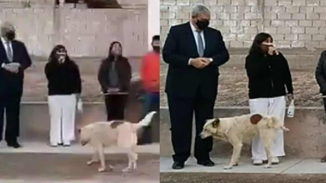 Video Perro orina a presidenta municipal mientras daba un discurso