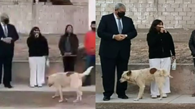 Video Perro orina a presidenta municipal mientras daba un discurso