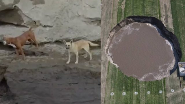 Perros caen al socavÃ³n de Puebla y su dueÃ±a pide ayuda para rescatarlos