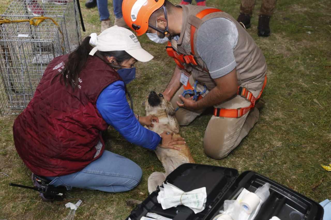 Los perritos se salvaron