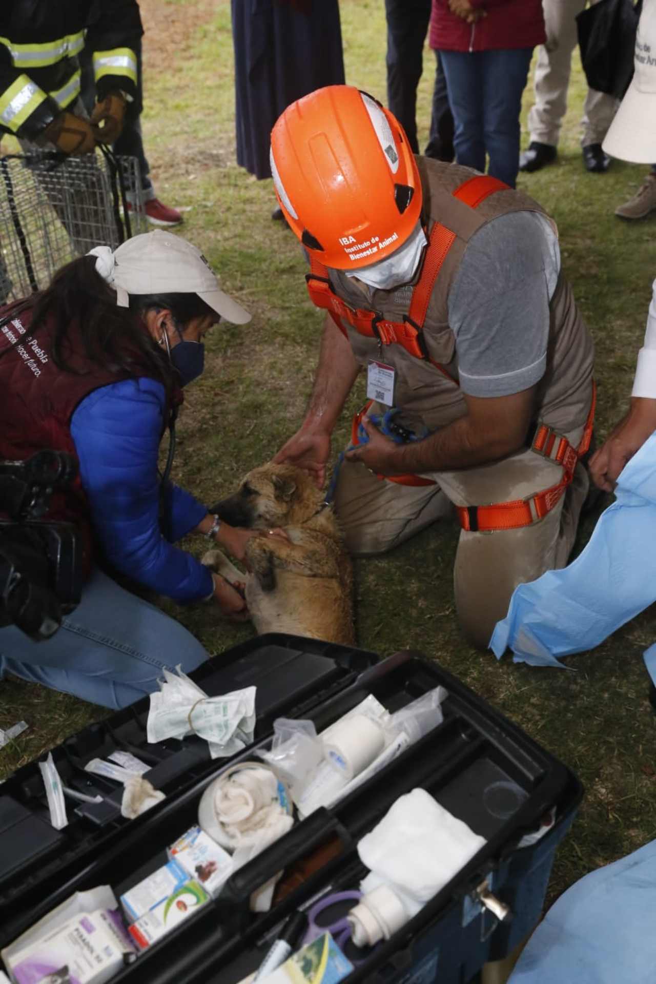 Los llevaron al veterinario