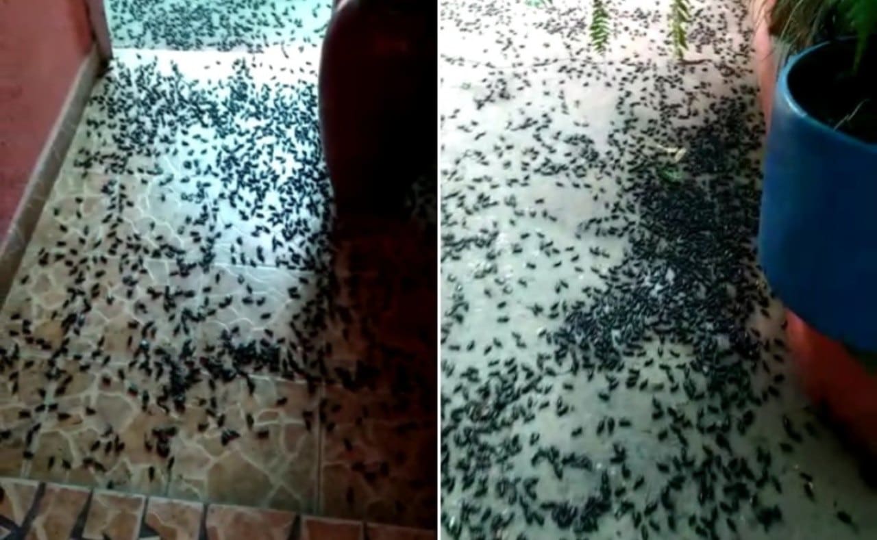 Bichos miones plaga en la casa