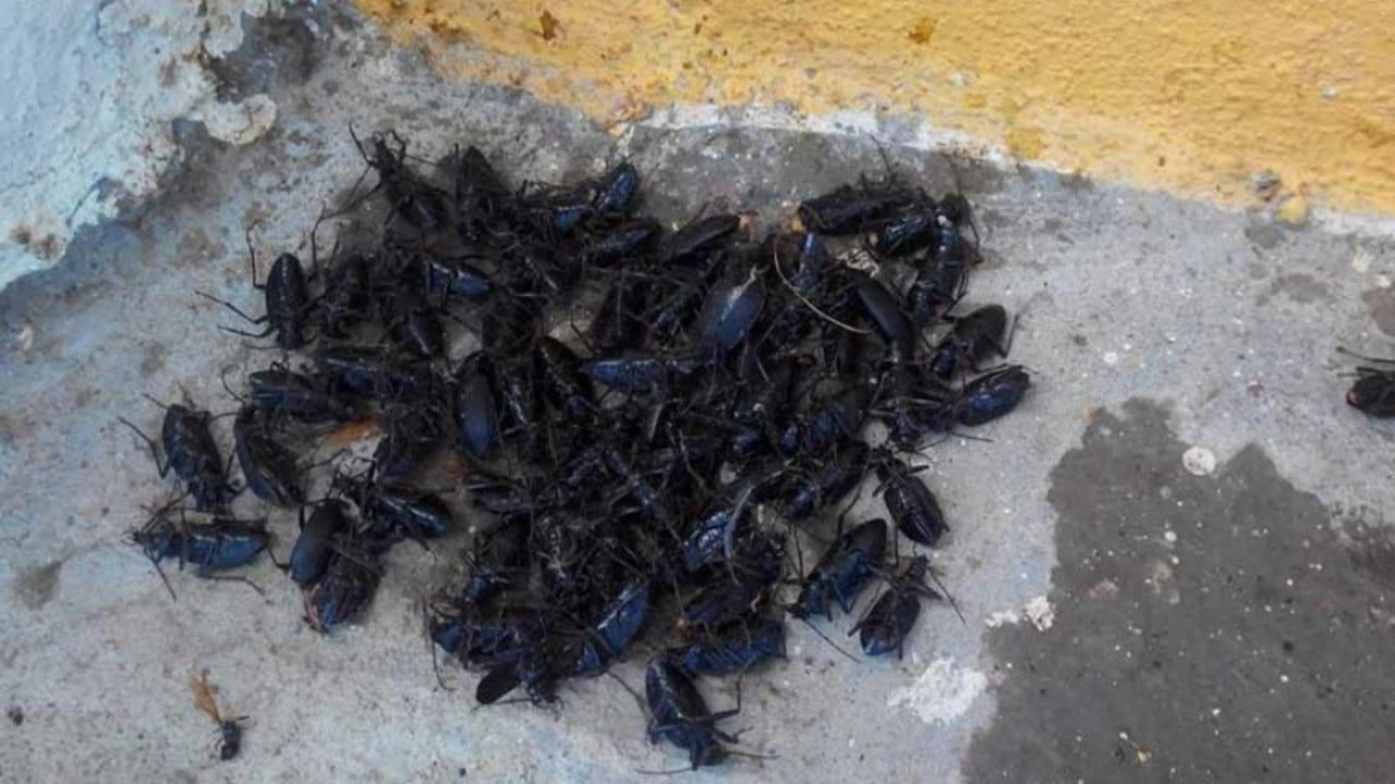 Alertan plaga de bichos miones