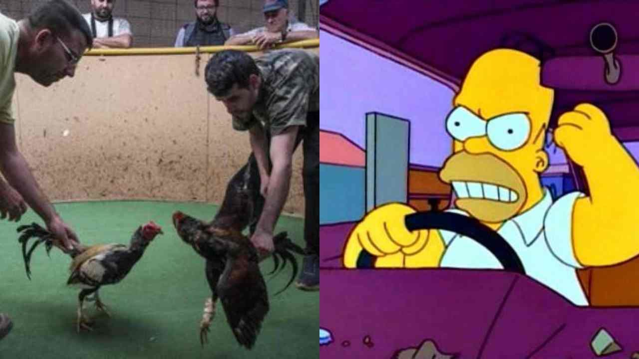 Hidalgo declara peleas de gallos como patrimonio cultural