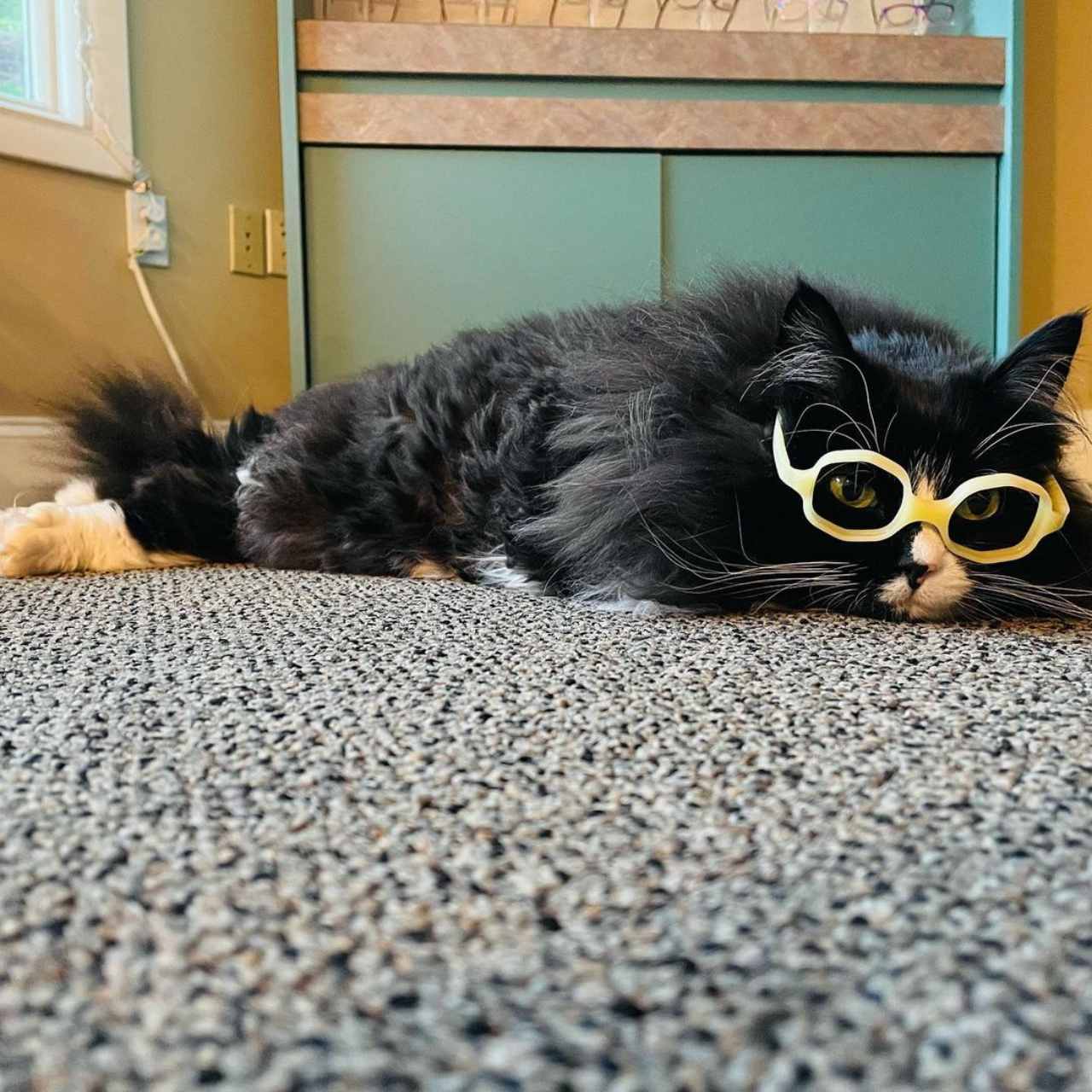 Truffles ayuda a niños con lentes