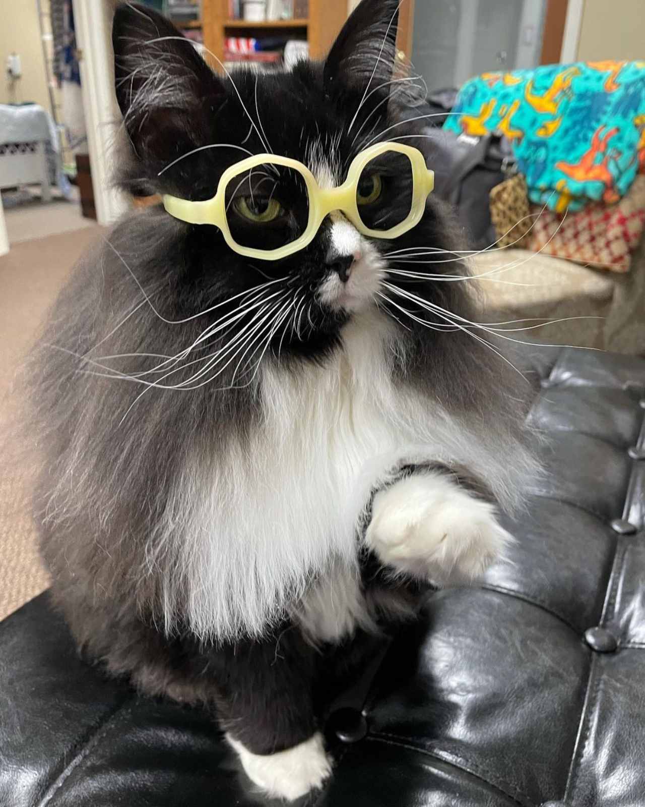 Truffles, la gatita con lentes