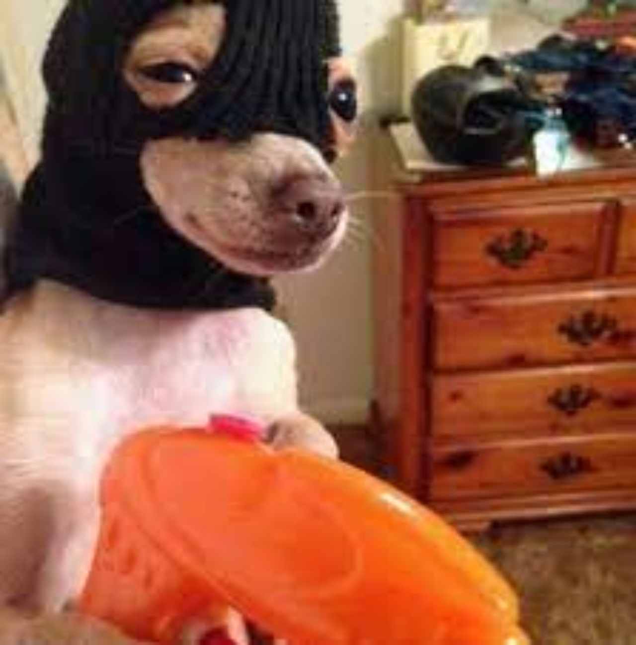 Dame todo tu dinero, compita