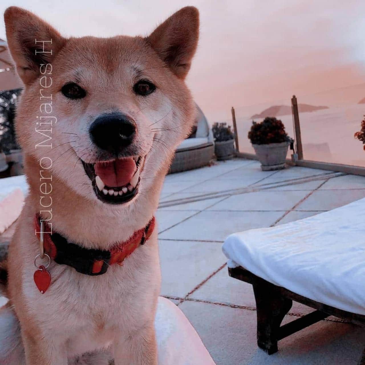 Runa perro de Lucero Mijares amor