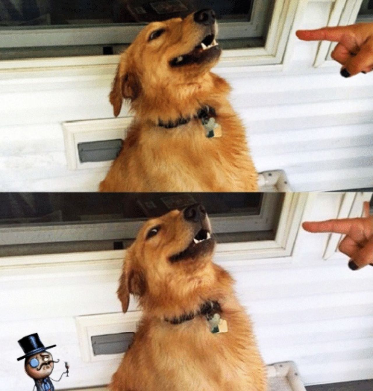 Meme perro siendo reganado dueno