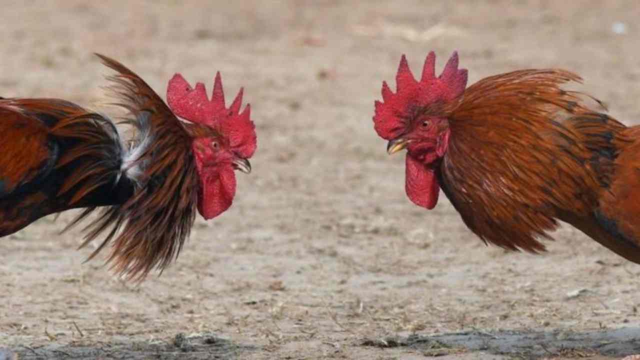 Unos gallitos peleándose 