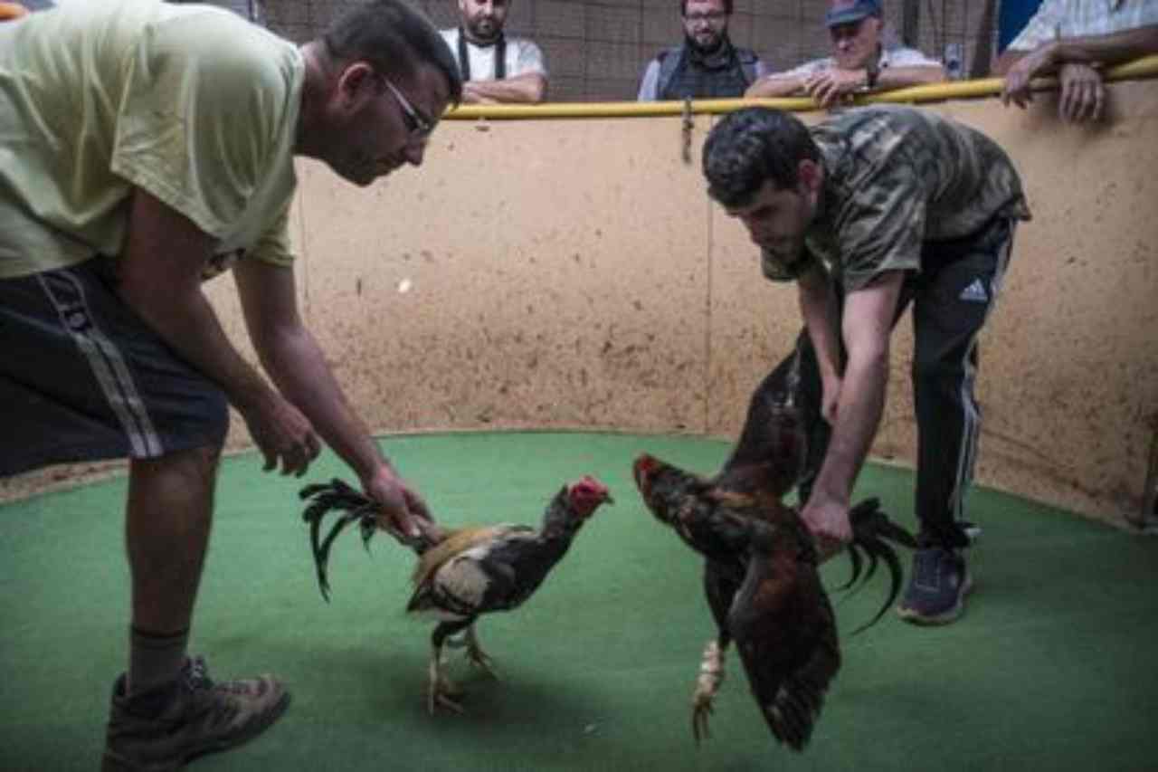 Así serán las peleas de gallos en Hidalgo