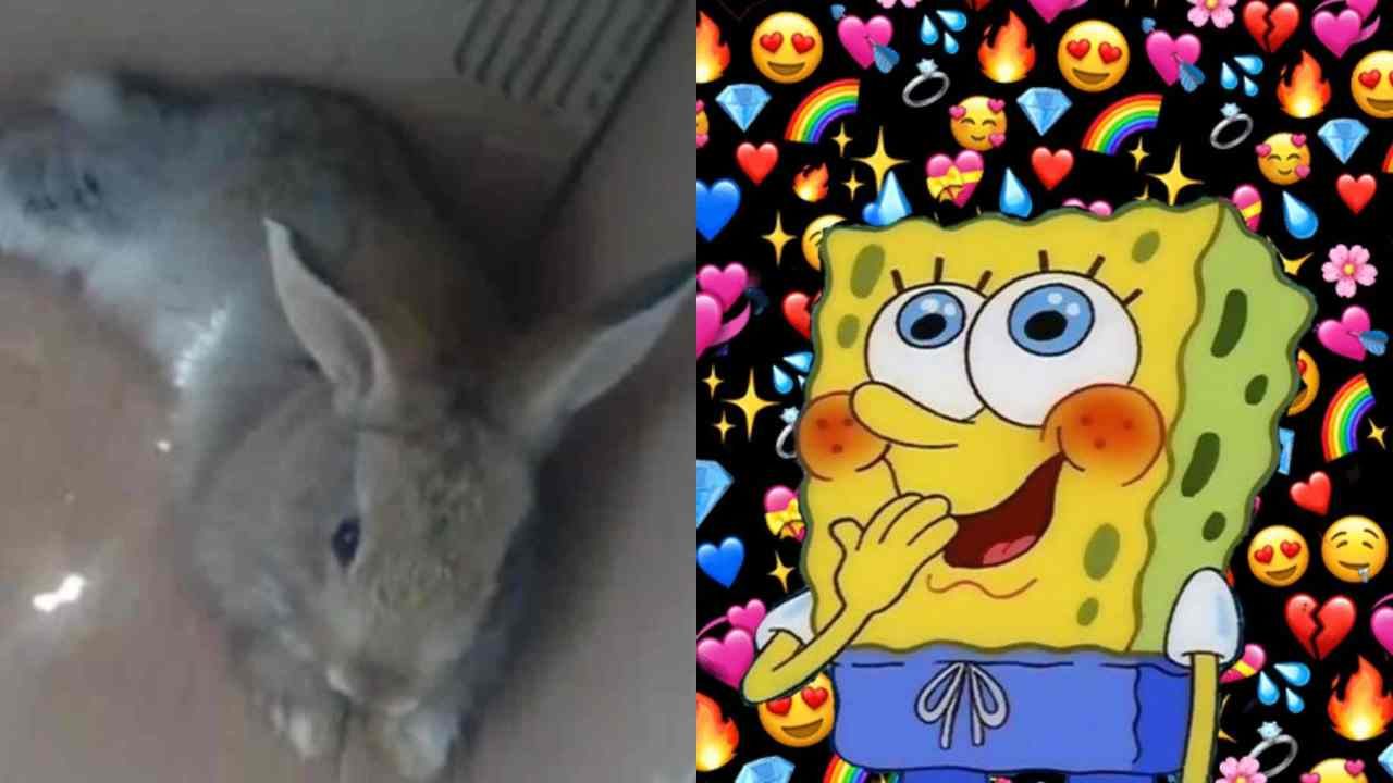 ¿Quién es Pana Rabbit el conejo que muy fresco se ve?