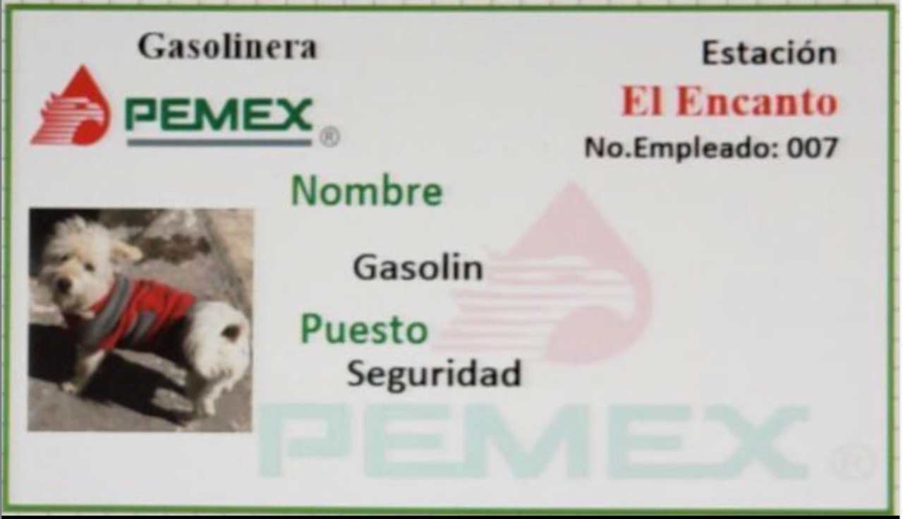 Gasolín, perrito que trabaja en gasolinera