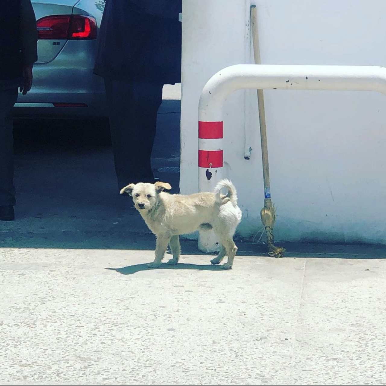 Gasolin perrito gasolinera tecate baja california
