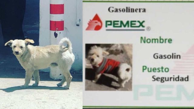 Gasolín, el perrito que se volvió viral por trabajar en una gasolinera