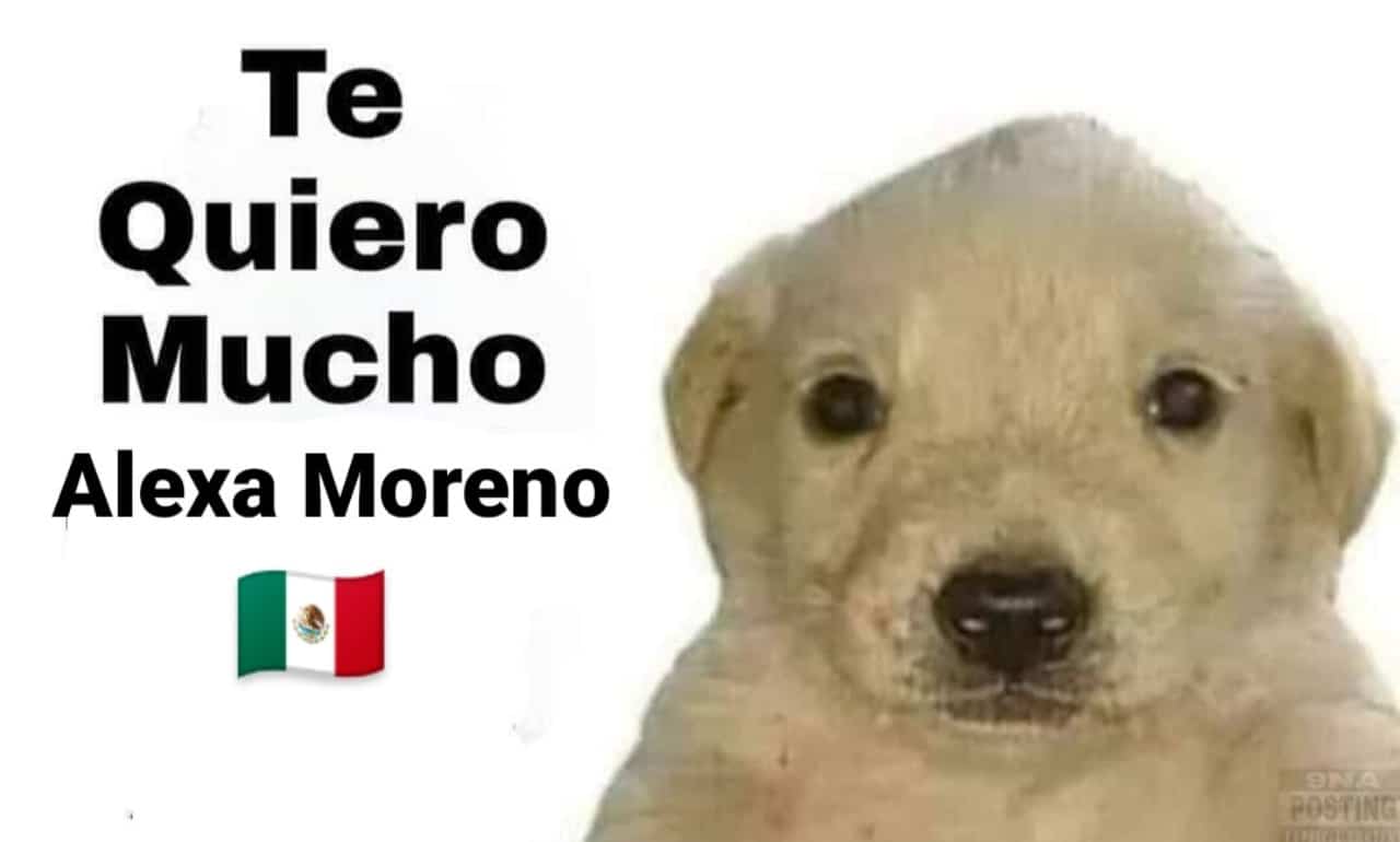 Meme perrito tqm Alexa Moreno tokyo