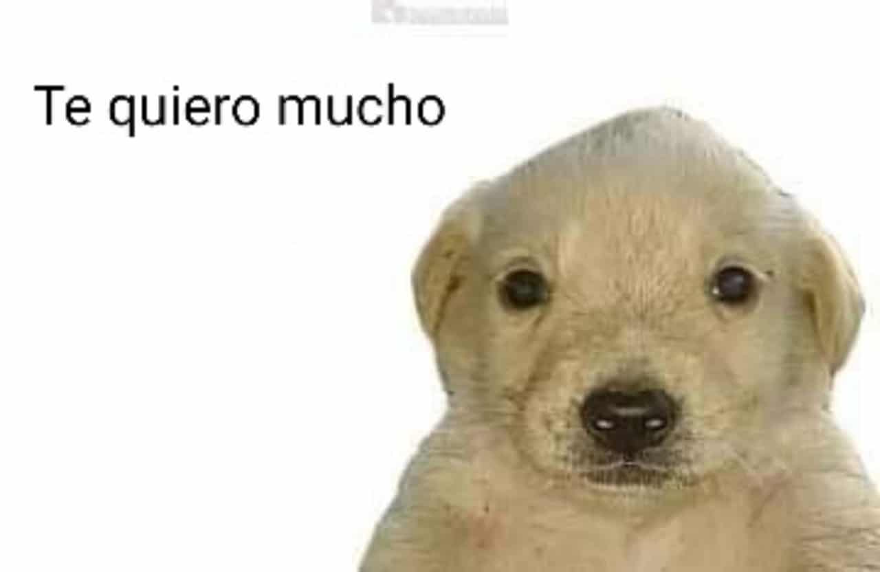 meme perrito te quiero mucho tokyo