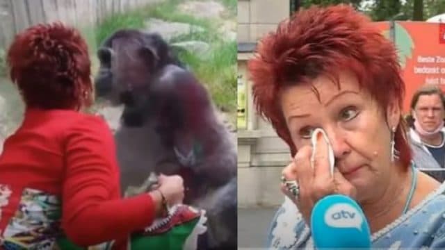 Mujer romance chimpancé zoologico prohibe entrada