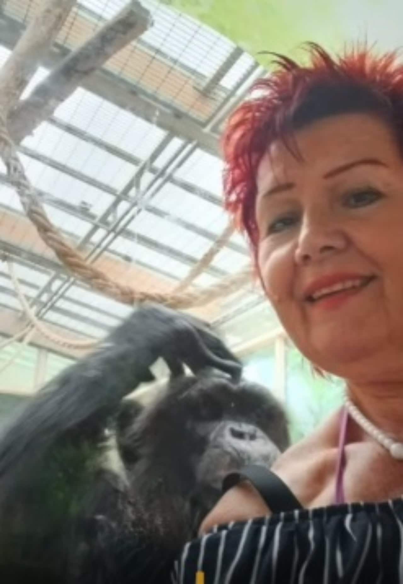Mujer dice tener romance con chimpance