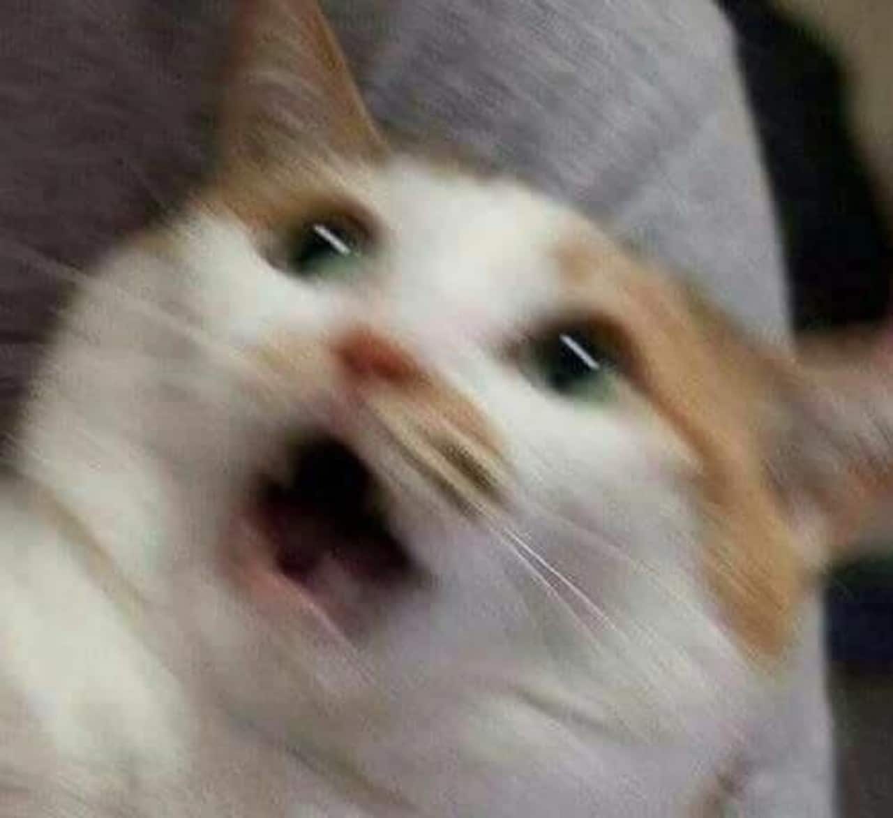 Meme gato asustado nino jugando dormido