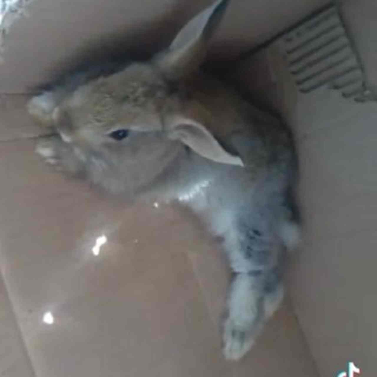 Pana Rabbit conejo fresco quién es