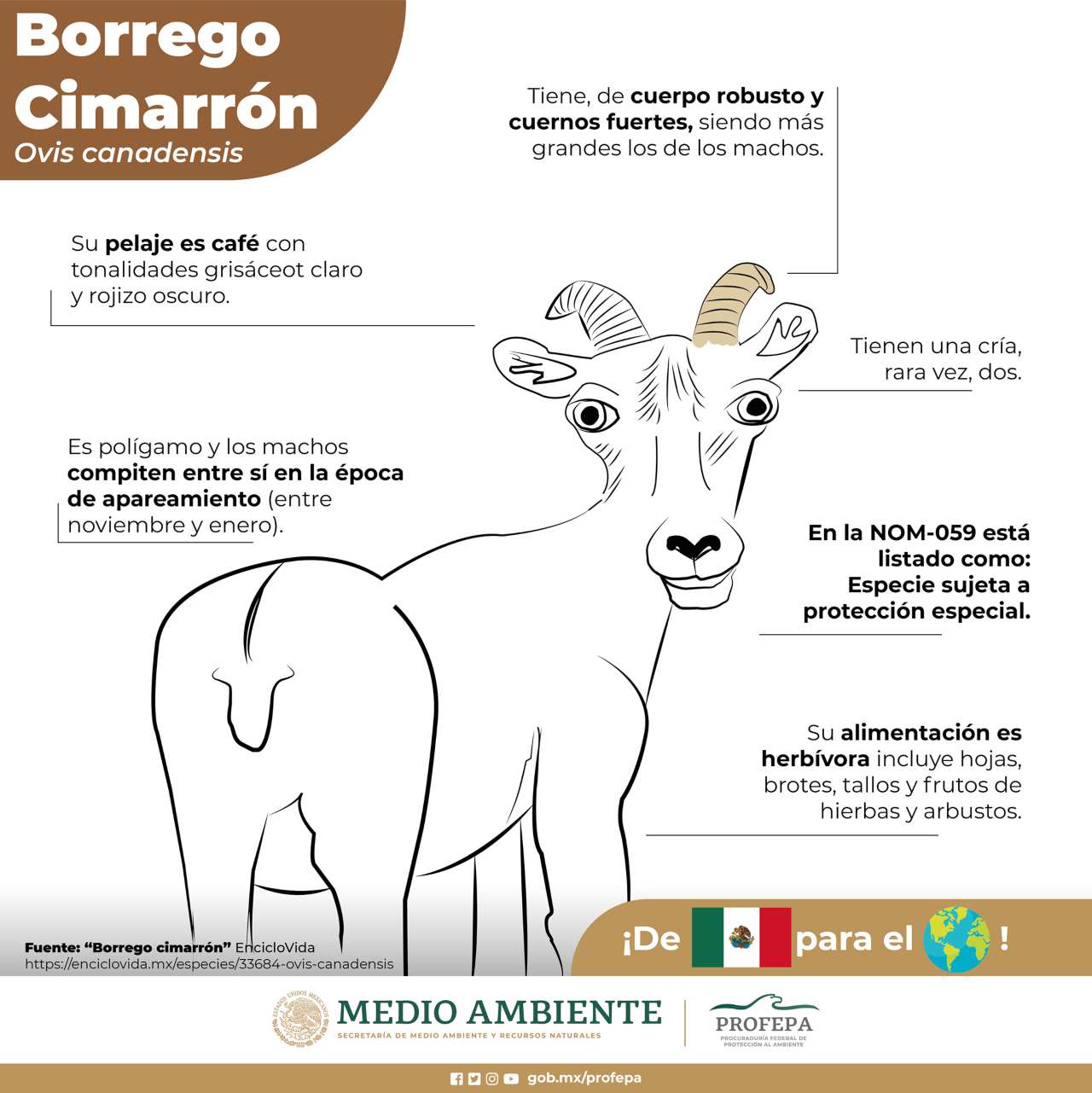 borrego dibujos cricosos PROFEPA