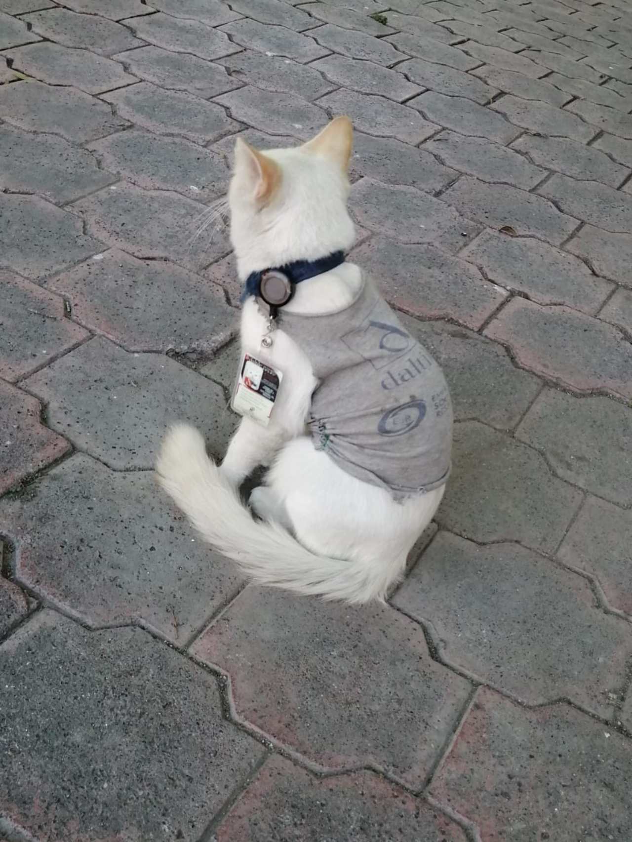 Contratan a gato en empresa de seguridad