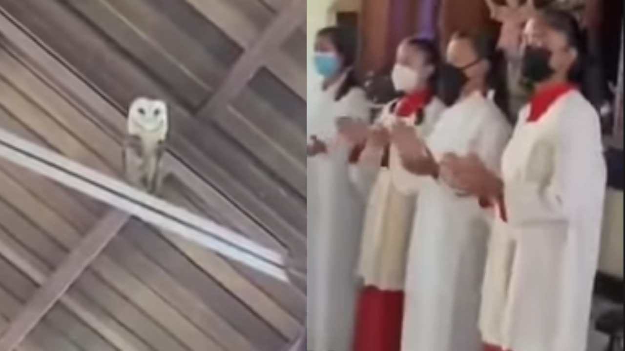 Lechuza ahuyentar cantar iglesia