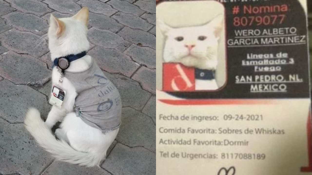 Empresa contrata gatito como empleado de seguridad