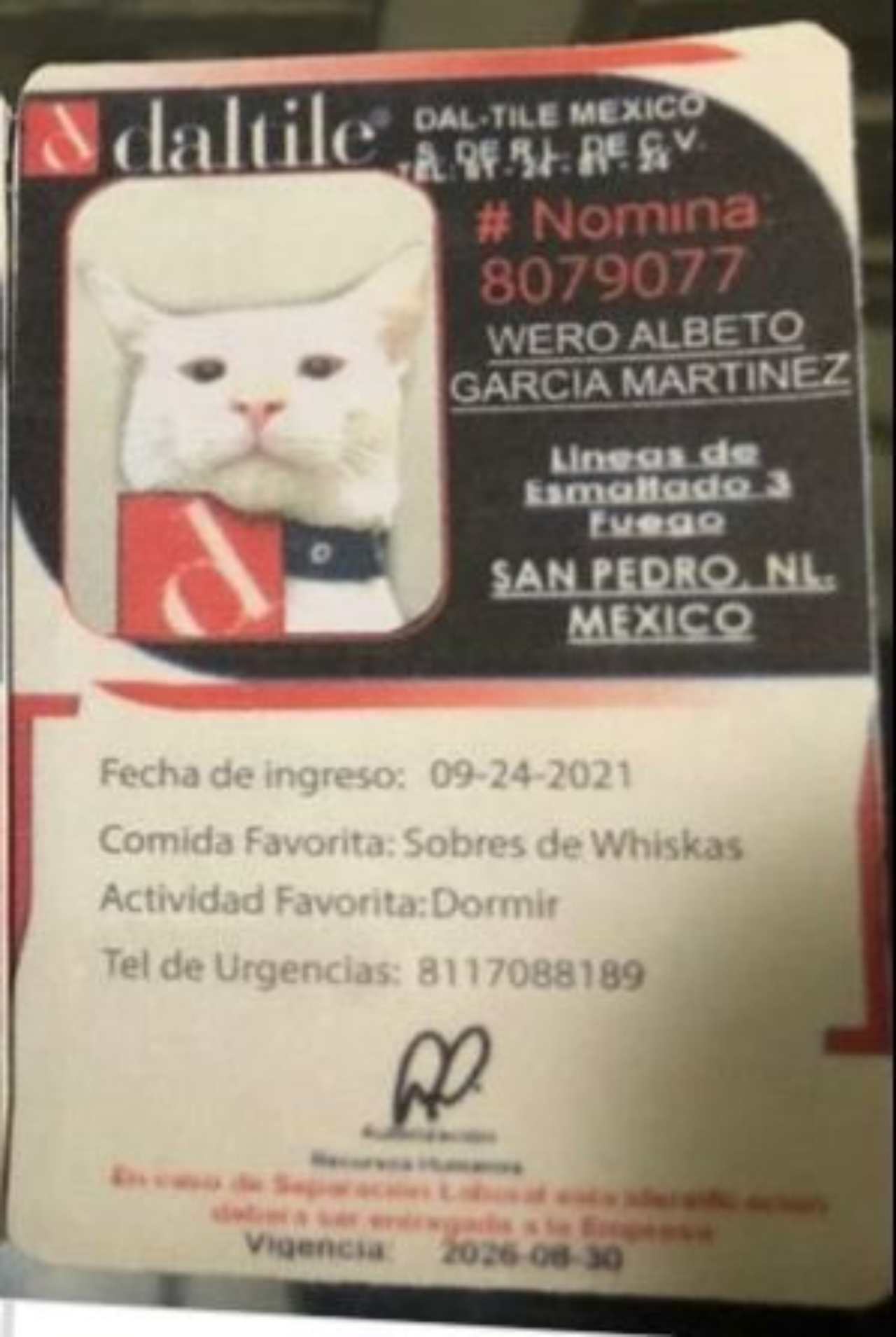 Contratan a gatito como jefe de seguridad 